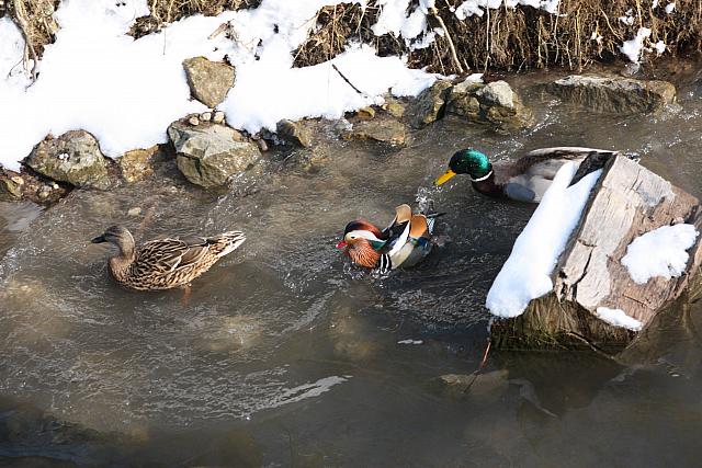 Mandarin Duck and Mallards