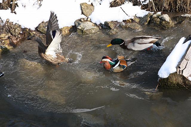 Mandarin Duck and Mallards