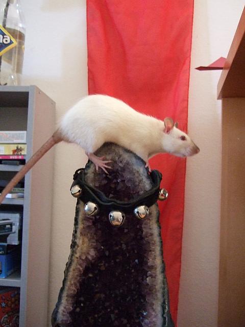 Yukiko loves to climb