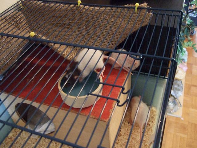 Una, Ylvi and Kiyoko