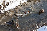 Mandarin Duck chasing Mallard