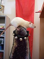 Yukiko loves to climb