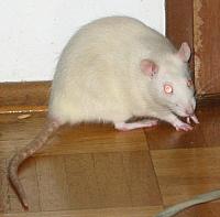 Sora, caught red-handed gnawing on the door