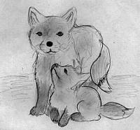 foxes