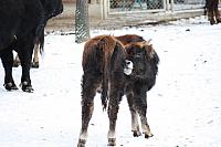 Tierpark Hellabrunn Januar 2010